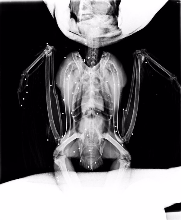 Una cigüeña blanca y un búho real con disparos de escopeta ingresan en el hospital de fauna salvaje de GREFA (Madrid)