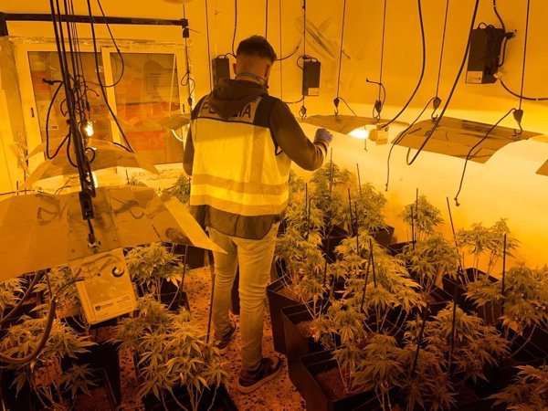Desarticulan un laboratorio de marihuana en un chalé en Chiva (Valencia) y detienen a dos personas