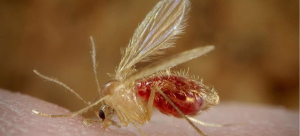 Una revisión sobre una familia de proteínas en los parásitos que causan la leishmaniasis podría llevar a nuevos fármacos