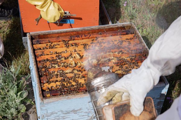 Los veterinarios se atribuyen el incremento de un 9 por ciento de las abejas en los últimos cinco años