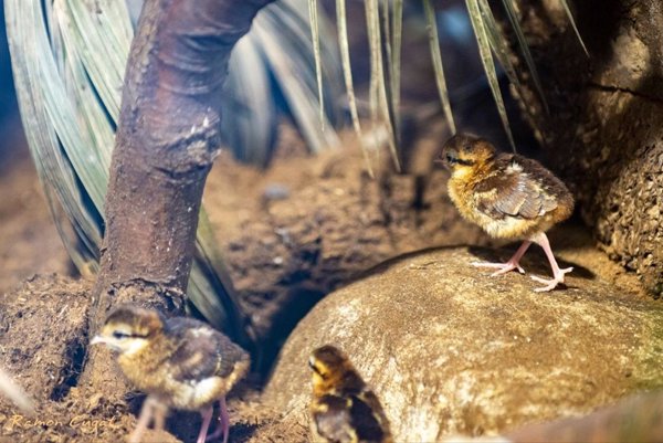 Nacen en el Zoo de Barcelona 4 polluelos de una especie de faisán en grave peligro de extinción