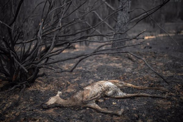 WWF pide que se active en seis meses una estrategia con rebaños extensivos para prevenir el fuego