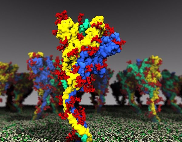Flexibilidad de la proteína del pico del virus COVID-19 podría aumentar su capacidad para infectar mas células