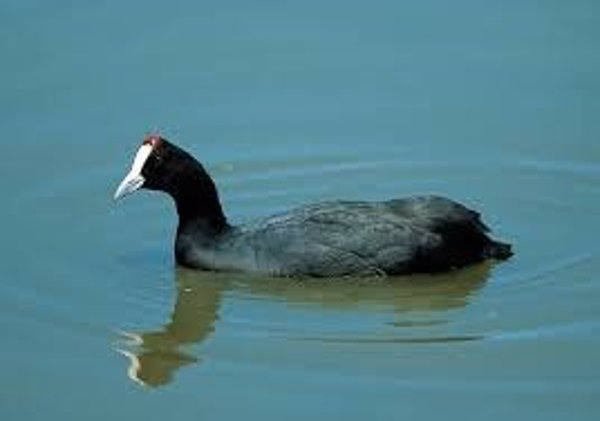España cuenta con diez endemismos de aves a escala europea y ocho a escala mundial, según SEO/BirdLife