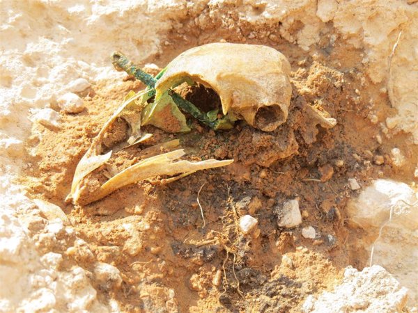 Hallado un cráneo de gallina atravesado por una aguja en una necrópolis infantil en un yacimiento de Mallén (Zaragoza)