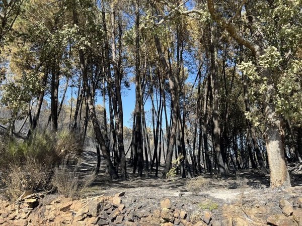 Extremadura declara estabilizado el incendio de Santibáñez el Alto en la sierra de Gata (Cáceres)