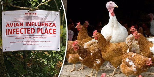 La Junta de Extremadura confirma un caso del virus de 'influenza aviar' en una oca hallada muerta en Mérida