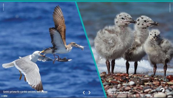 SEO/BirdLife lanza la versión digital de la exposición 'Las aves, nuestros ojos en el mar' dedicada a las aves marinas