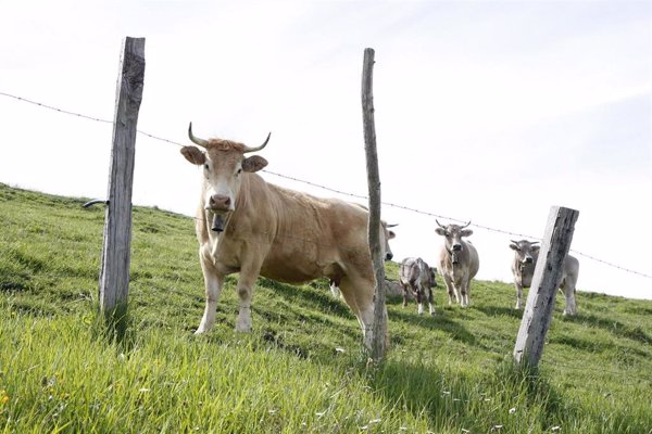 Cantabria ayudará a los ganaderos por la sequía y descarta 