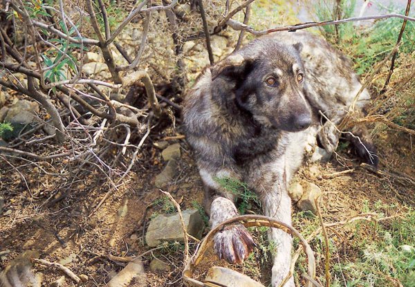 El PSOE quiere excluir a los perros de caza de la Ley de Bienestar Animal