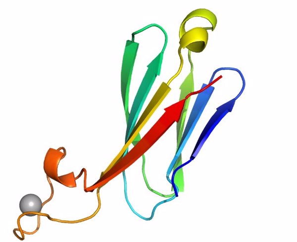 Crean proteínas que imitan a las inmunoglobulinas de los anticuerpos y podrían servir para diseñar fármacos más eficaces