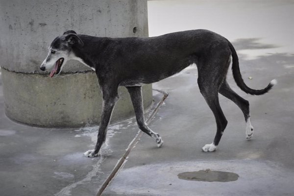 Cazadores piden frenar la Ley de Bienestar Animal para que incluya el problema del robo de perros en España