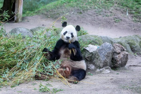 Deforestación, fragmentación del territorio y caza furtiva, amenazas del panda gigante para WWF en su Día Internacional