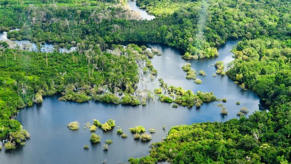 WWF alerta de que casi el 20% de los bosques amazónicos se ha perdido y urge a proteger el 80% de ellos en 2025