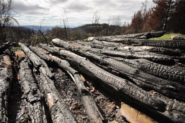 Los 27 piden ampliar penas e incluir nuevos delitos medioambientales como el tráfico de madera