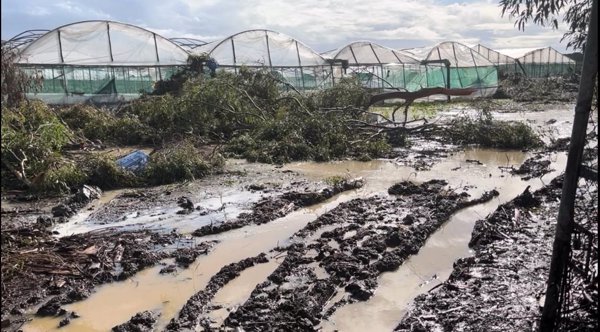 El sector de la flor cortada en Chipiona (Cádiz) pide 