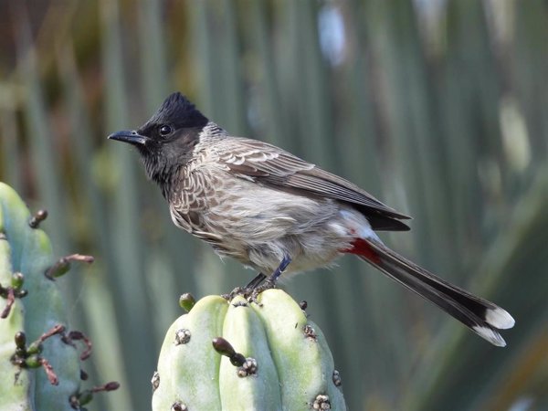 SEO/BirdLife alerta de la expansión del bulbul cafre en Fuerteventura