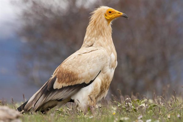 El aguilucho cenizo, el alimoche común y la ganga ibérica, especies candidatas a 'Ave del año 2023' de SEO/BirdLife