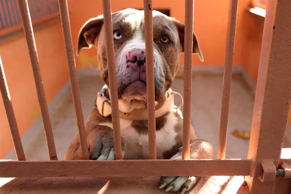 ONG animalistas piden al Gobierno que incluyan a los perros de caza en la ley de bienestar animal