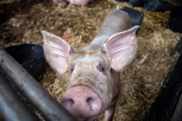 Unión de Uniones pide más apoyo para que las explotaciones porcinas puedan hacer frente al alza de costes