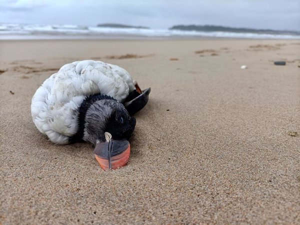 Más de un millar de aves muertas ha llegado a las costas españolas por los efectos de los temporales, según SEO/BirdLife