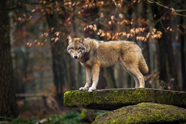 España y otros once países de la UE piden a Bruselas que garantice la protección jurídica del lobo