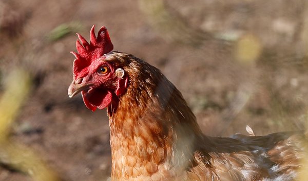 Sanidad actualiza el protocolo de gripe aviar para ampliar los cribados en personas expuestas aunque sean asintomáticas