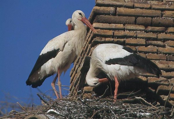 SEO/BirdLife apela a la conservación de la cigüeña, con más de 42.000 parejas de cigüeña blanca en España, por San Blas
