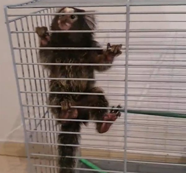 Detenido por tener en su domicilio un ejemplar de mono tití, especie protegida, que pretendía vender por 3.000 euros