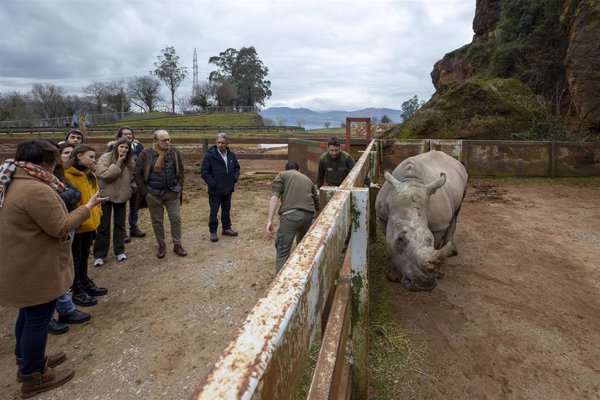 Cabárceno incorpora una nueva hembra de rinoceronte blanco a su grupo reproductor