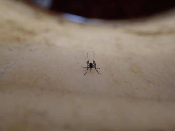 Sanidad asegura que el riesgo de expansión del mosquito del dengue en Tenerife es 