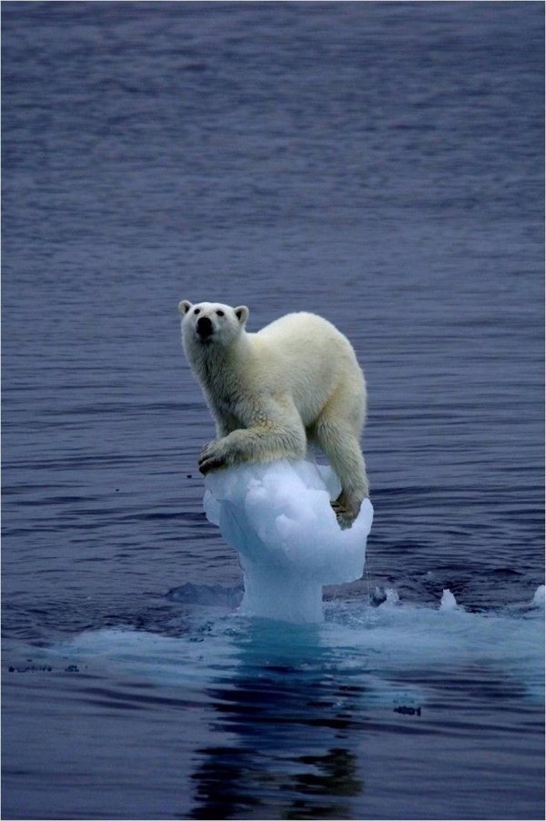 Ocean Born financia 'Clean Arctic Alliance' y 'Bound4blue', dos iniciativas para proteger al oso polar y su hábitat