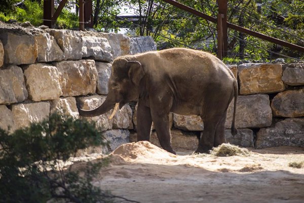 Selwo Aventura (Málaga) recibe un ejemplar de elefante asiático, fruto de la colaboración con Zoo de Madrid