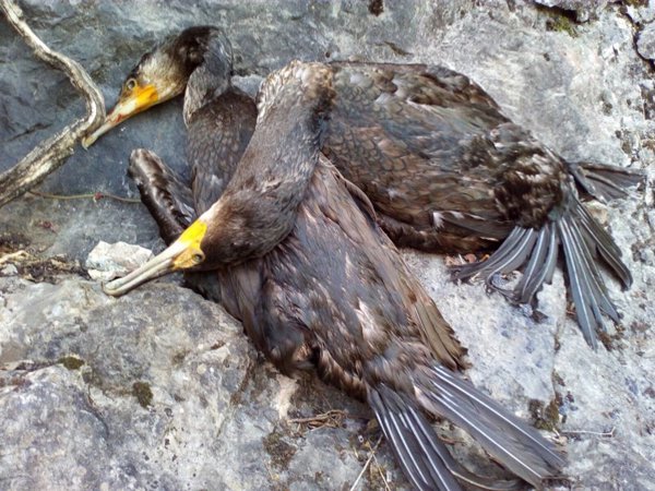 SEO/BirdLife alerta de los controles letales de cormorán grande en Asturias