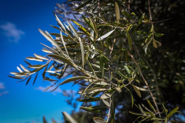 Gobierno y CCAA aprueban una guía para luchar contra el fraude en aceite y orujo de oliva