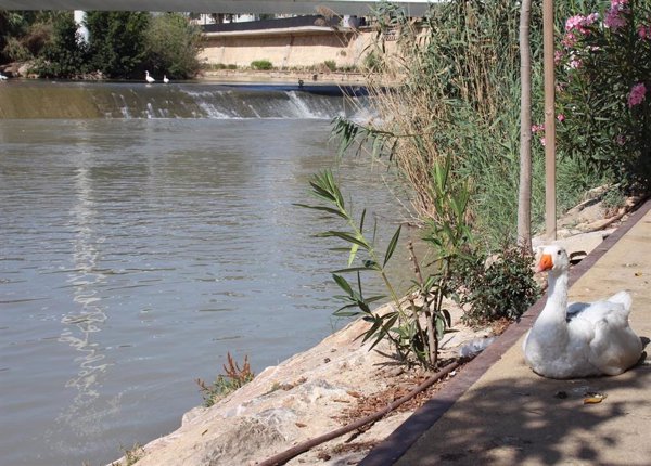 El Miteco adjudica el contrato de estudio sobre el estado de conservación del encauzamiento del río Segura