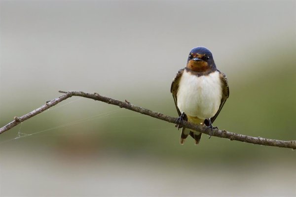 SEO/BirdLife facilita herramientas digitales para proteger especies que anidan en edificios como vencejos o golondrinas