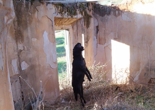 Condenado a nueve meses de cárcel el dueño de un perro por ahorcarlo en un cortijo de Jódar (Jaén)