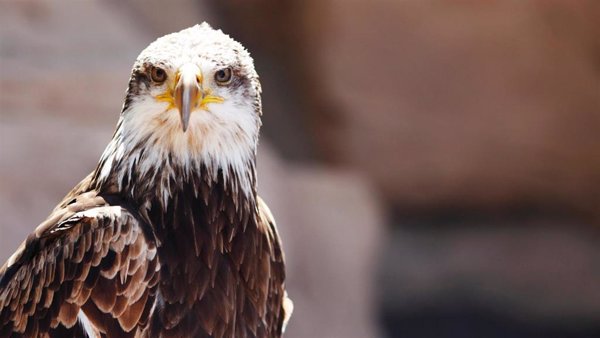 El águila imperial ibérica se aleja del peligro de extinción, tras pasar de 39 parejas en 1974 a 841 en 2022