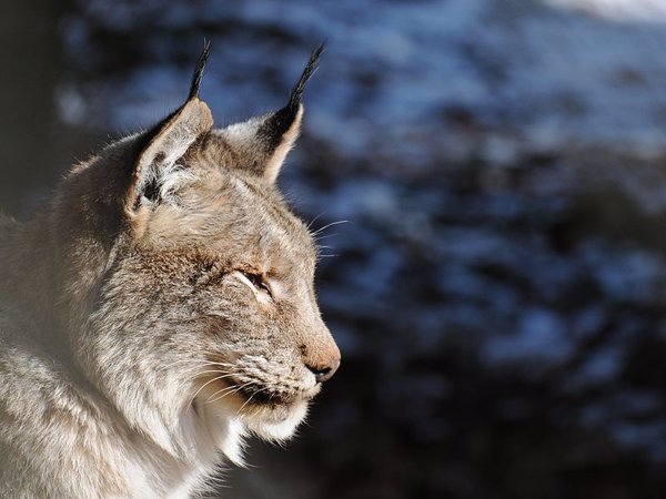 'Lincessa, los silencios del bosque', un filme que narra la vida del lince boreal, llega a los cines la próxima semana