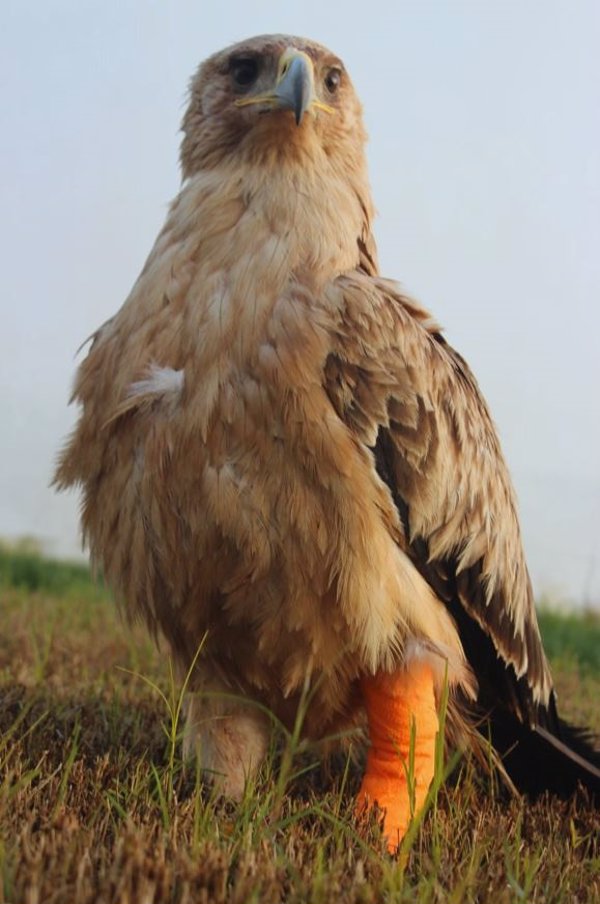 AMUS libera este sábado un águila imperial hembra tras cinco meses en su hospital de Villafranca (Badajoz)