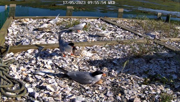 SEO/BirdLife instala una cámara para seguir en directo la cría y nidificación del charrán común en Astillero (Cantabria)