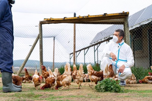 La OMS considera que la transmisión entre humanos del brote de gripe aviar detectado en Reino Unido es 