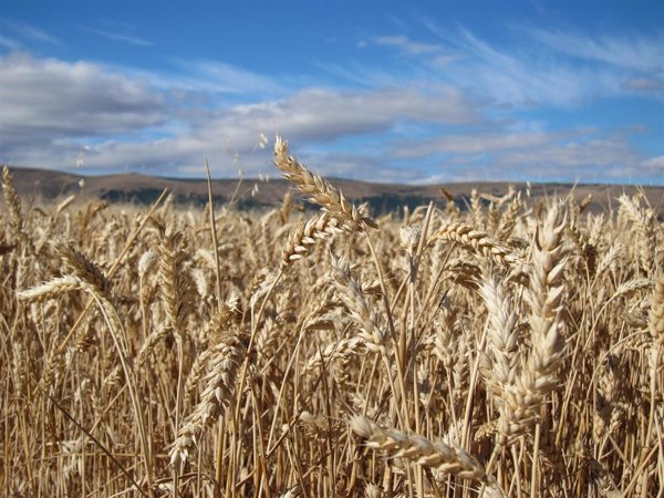 Gobierno hace un segundo pago de 5,1 millones de la ayuda para compensar la subida del precio de fertilizantes