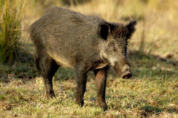 Andalucía permite el uso del visor nocturno en aguardos para reducir la sobrepoblación de jabalí y cerdo vietnamita