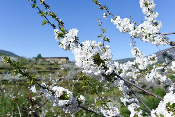 SOS Rural pide declarar 'zona catastrófica' el valle del Jerte por el efecto de las lluvias torrenciales en las cerezas