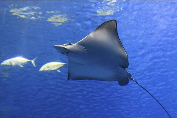 Investigadores proponen dos áreas de interés para la conservación de tiburones y rayas entre Alicante y Murcia