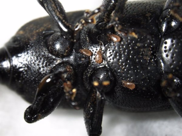 Estudio del CSIC descubre un ácaro sobre el picudo negro del agave, especie invasora en el litoral mediterráneo