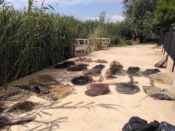 Localizan siete tortugas de estanque europeas y una de agua ibérica en el Tancat de la Pipa (Valencia)