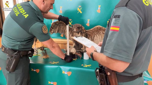 Investigan a dos hombres que trataban de vender en una web un búho real naturalizado